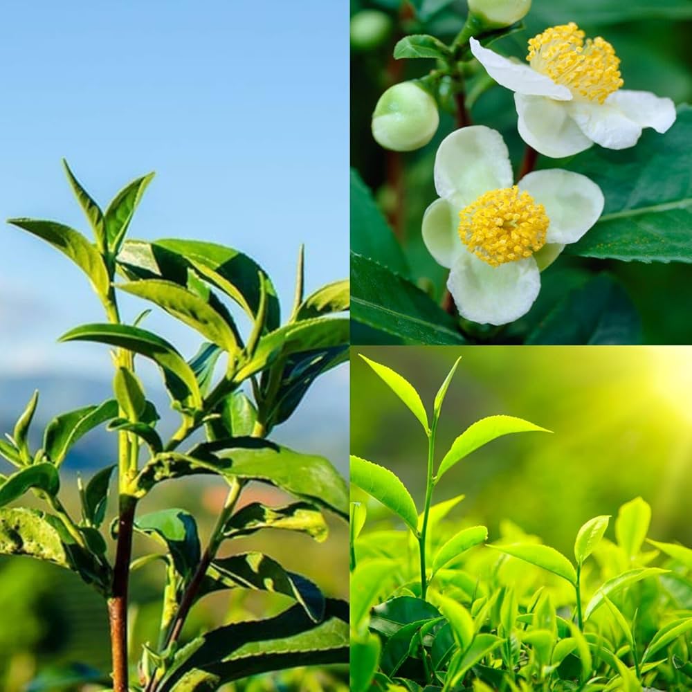 Tea Plant (Black & Green Drinking Tea) Camellia Sinensis Evergreen Tree Shrub Flower Seeds