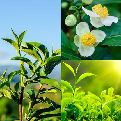 Tea Plant (Black & Green Drinking Tea) Camellia Sinensis Evergreen Tree Shrub Flower Seeds