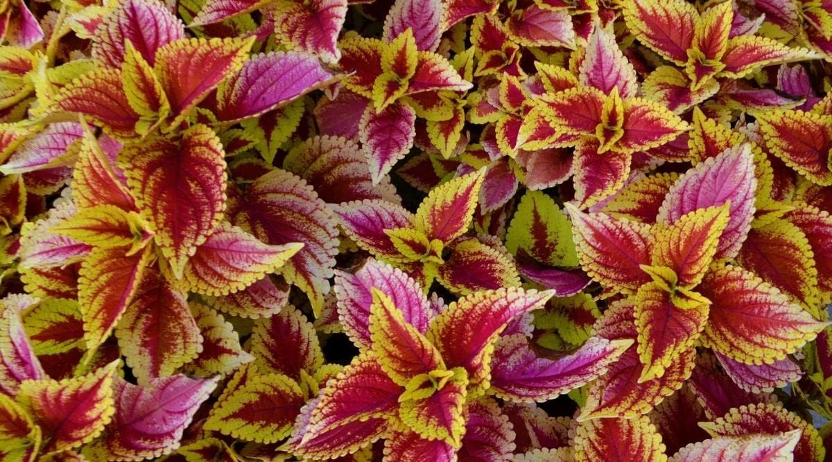 High quality Light Yellow & Pink Coleus Flower seeds for Planting Cut Flower Favorite, Heirloom & GMO Free Seeds for Home Garden seeds pack