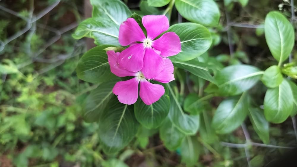 Premium Light Pink Periwinkle Flower seeds for Planting Fragrant Blossoms, Heirloom & GMO Free Seeds for Home Garden seeds