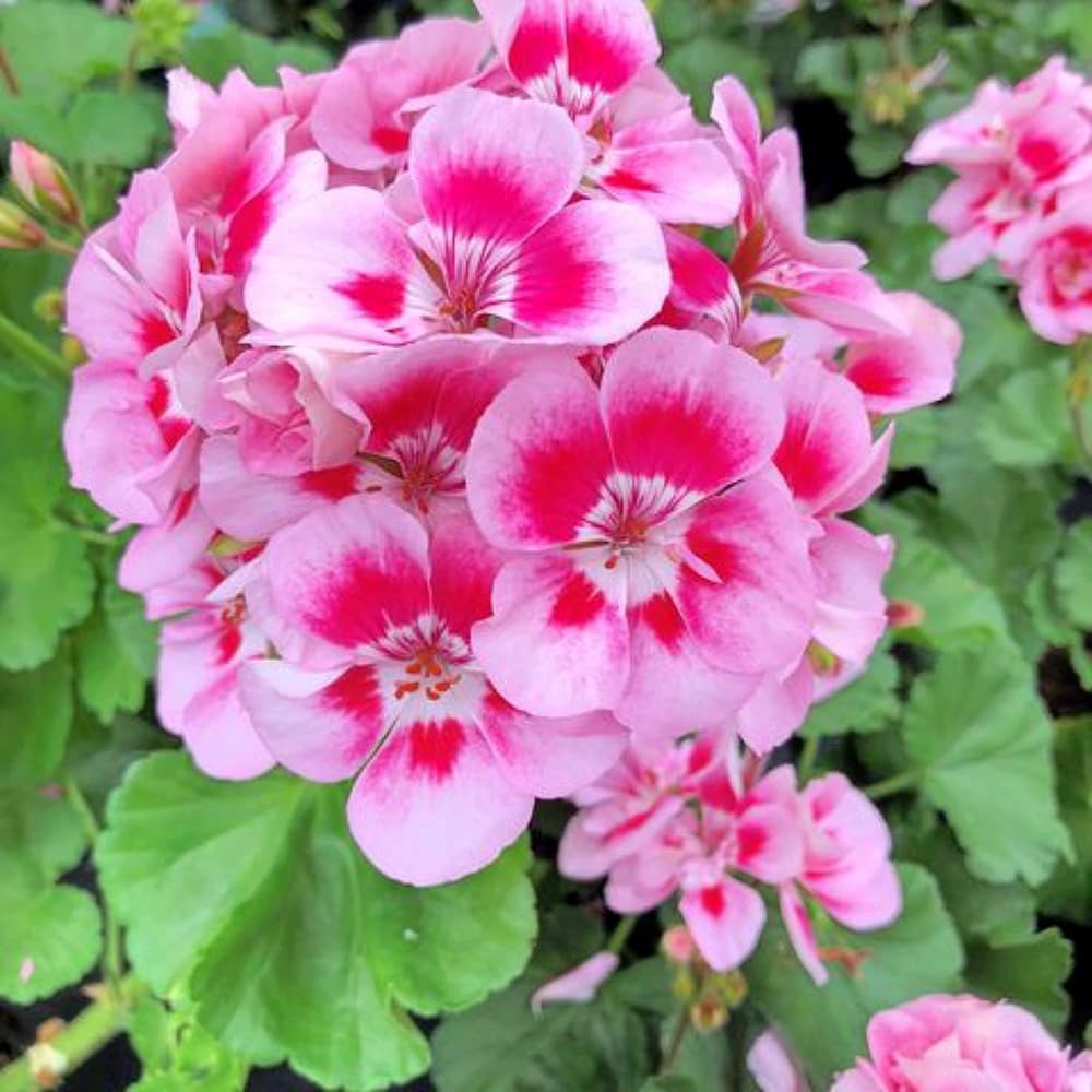Pink Yellow Geranium Flower seeds for Planting - Colorful Display, Heirloom & GMO Free Seeds for Home Garden