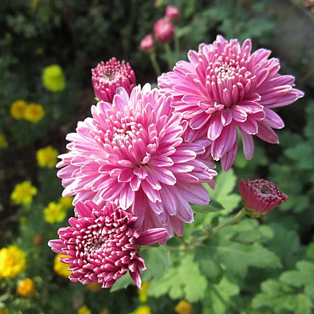 Rare Pink Chrysanthemum Flower seeds for Planting Drought Tolerant, Heirloom & GMO Free Seeds for Home Garden vegetable and garden seeds