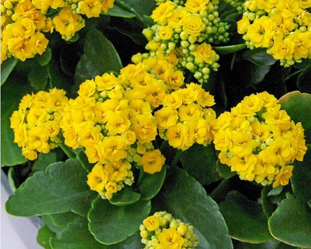 Yellow Kalanchoe Flower seeds for Planting - Fragrant Blossoms, Heirloom & GMO Free Seeds for Home Garden