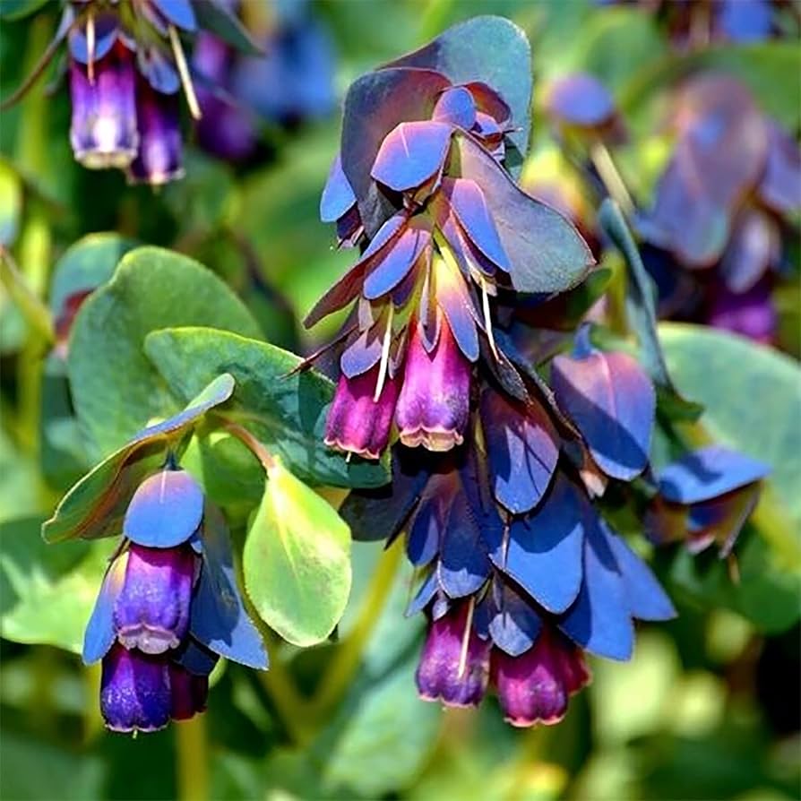 Blue Shrimp Flower seeds for Planting Seasonal Bloomer, Heirloom & GMO Free Seeds for Home Garden vegetable and garden seeds