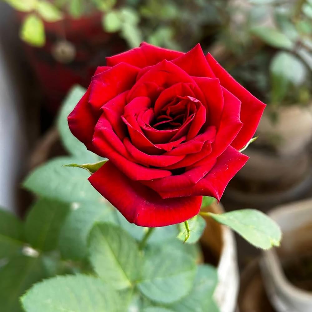 Premium Full Red Rose Flower seeds for Planting Long Bloom Season, Heirloom & GMO Free Seeds for Home Garden seeds