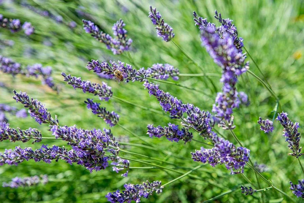 Lavender Blue Flower seeds for Planting Vibrant Colors, Heirloom & GMO Free Seeds for Home Garden seeds for planting
