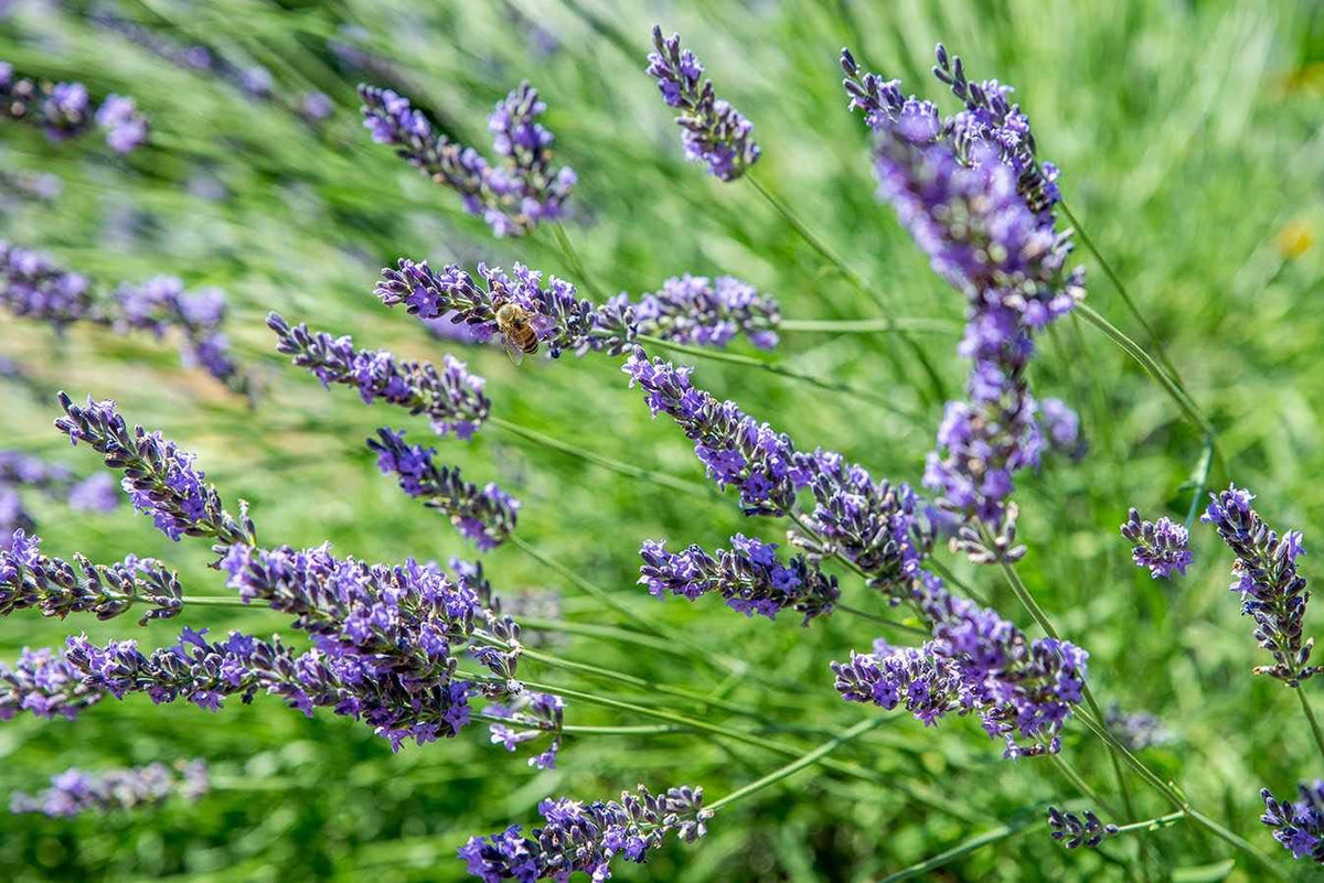 Lavender Blue Flower seeds for Planting Vibrant Colors, Heirloom & GMO Free Seeds for Home Garden seeds for planting