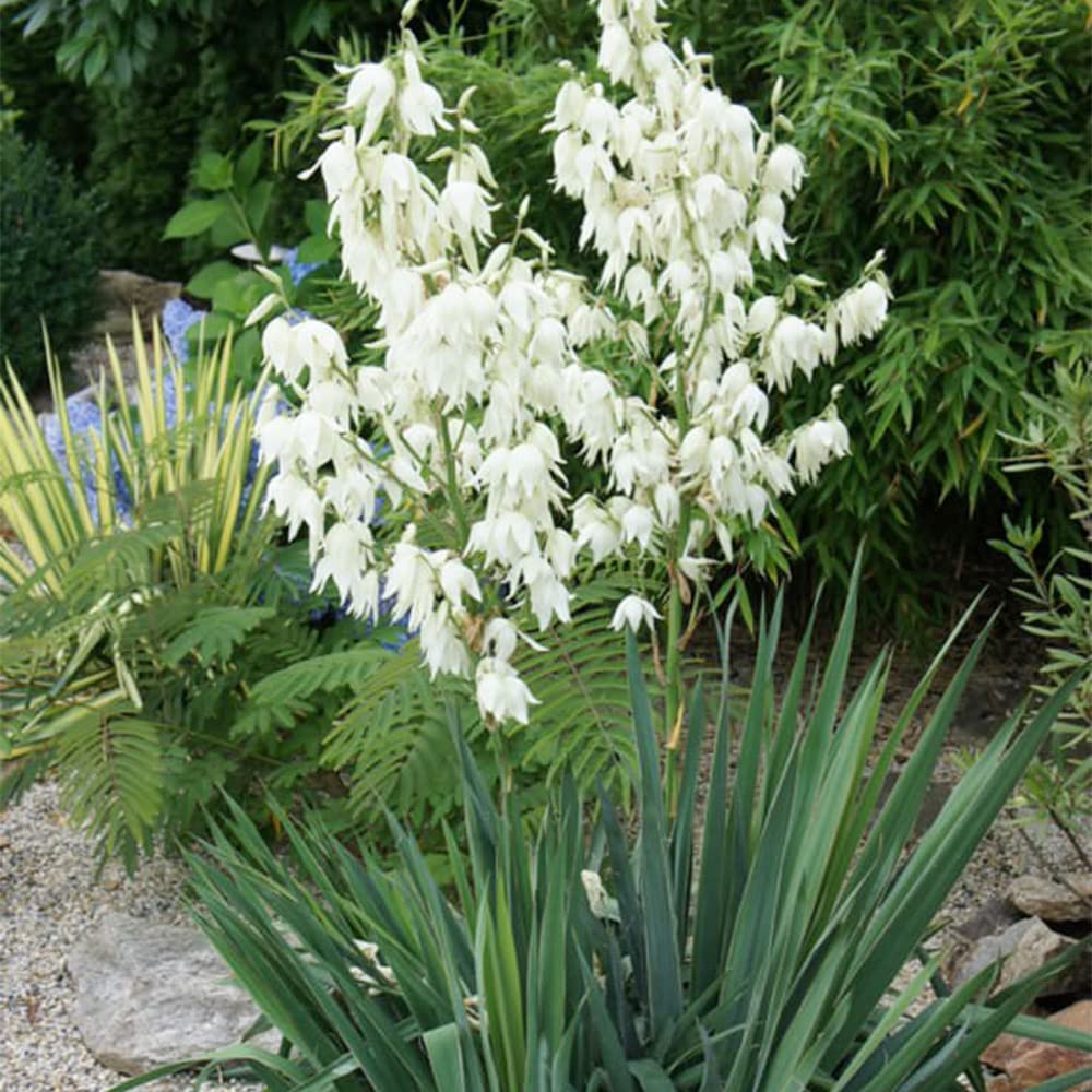 Yucca Flower seeds for Planting Seasonal Bloomer Heirloom & GMO Free Seeds for Home Garden