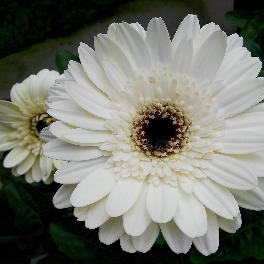 White Gerbera Vanilla Flower seeds for Planting Garden Favorite, Heirloom & GMO Free Seeds for Home Garden vegetable and garden seeds