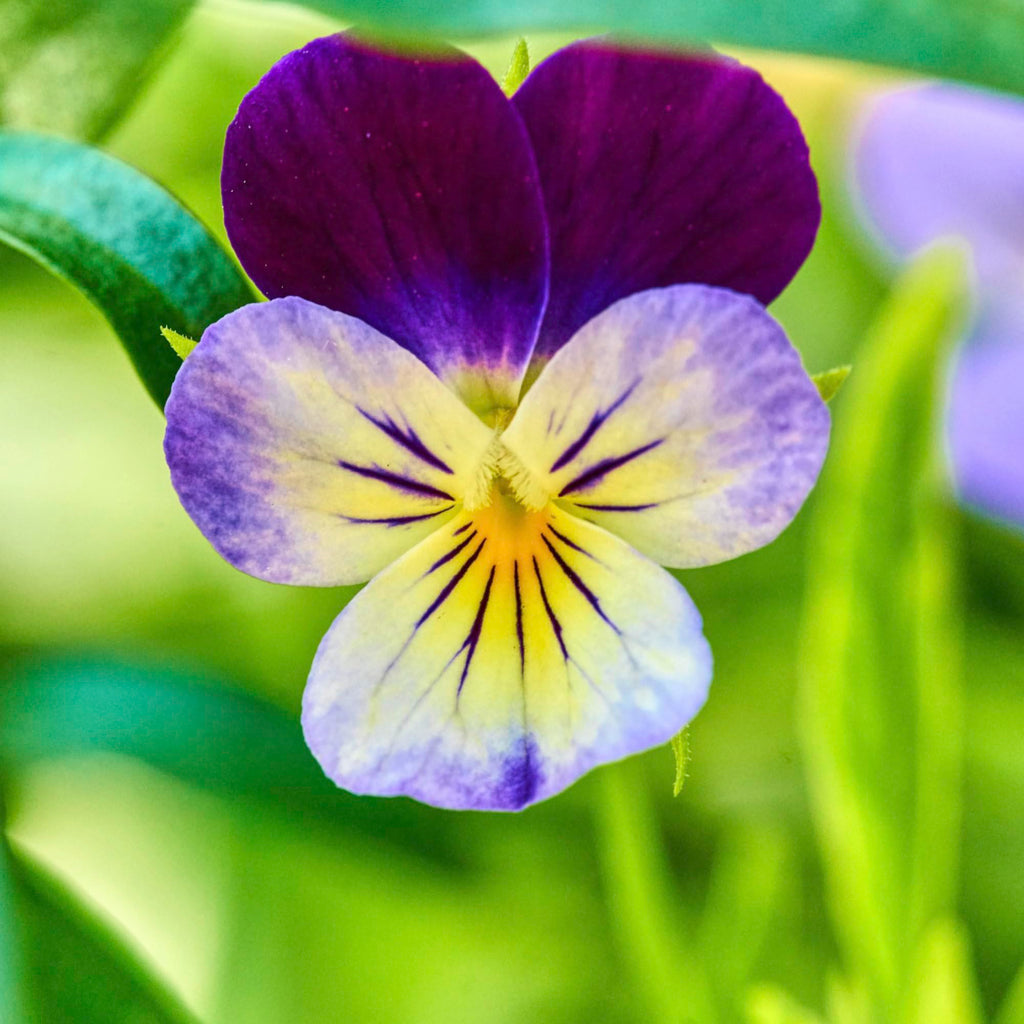Premium Purple White Viola Flower seeds for Planting Shade Tolerant, Heirloom & GMO Free Seeds for Home Garden seeds