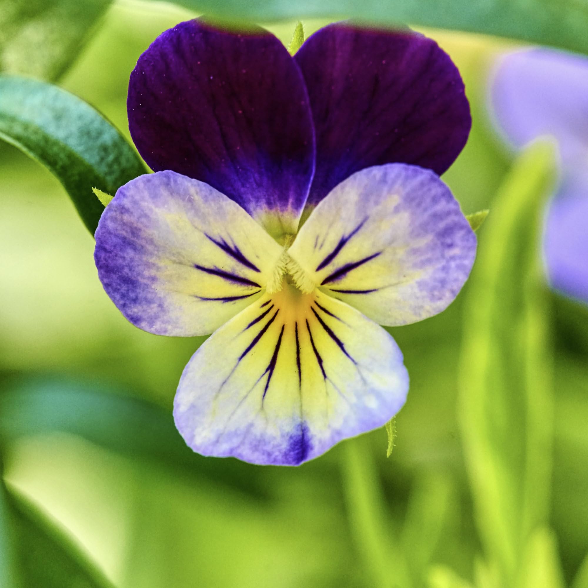 Premium Purple White Viola Flower seeds for Planting Shade Tolerant, Heirloom & GMO Free Seeds for Home Garden seeds