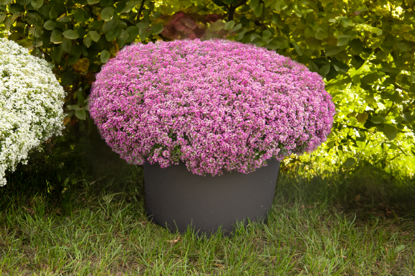 Pink Lobularia Flower seeds for Planting Fragrant Blossoms, Heirloom & GMO Free Seeds for Home Garden vegetable and garden seeds