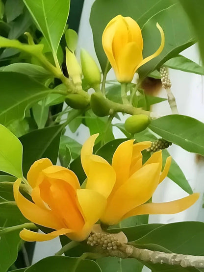 Champa Flower seeds for Planting Drought Tolerant Heirloom & GMO Free Seeds for Home Garden