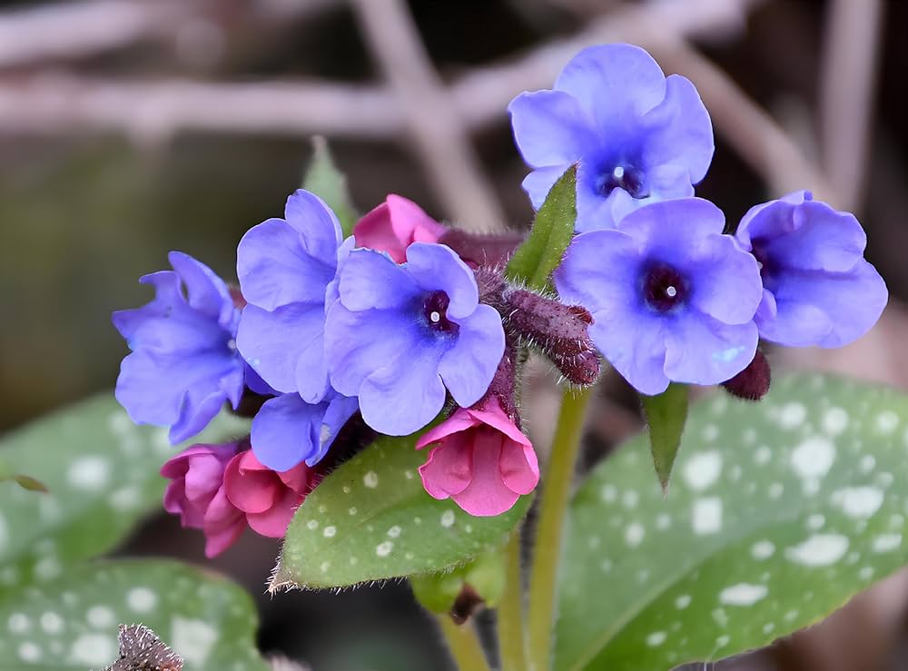 Blue Pulmonaria Lungwort Seeds, Hardy Heirloom Non-GMO Flowers for Shade Gardens & Planting