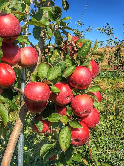 Mixed Apple Fruit Seeds for Planting - Grow Your Own Apple Trees - Evergrowseeds