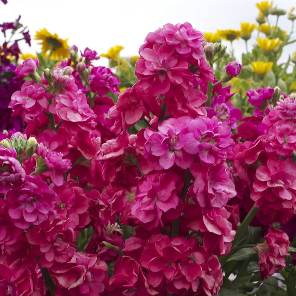 High quality Pink Matthiola Incana Flower seeds for Planting Long Bloom Season, Heirloom & GMO Free Seeds for Home Garden seeds pack