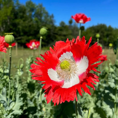 Danish Flower seeds for Planting Garden Favorite Heirloom & GMO Free Seeds for Home Garden