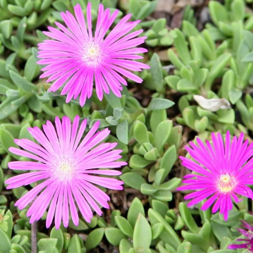 Lampranthus Roseus Flower seeds for Planting Premium Quality, Heirloom & GMO Free Seeds for Home Garden vegetable and garden seeds