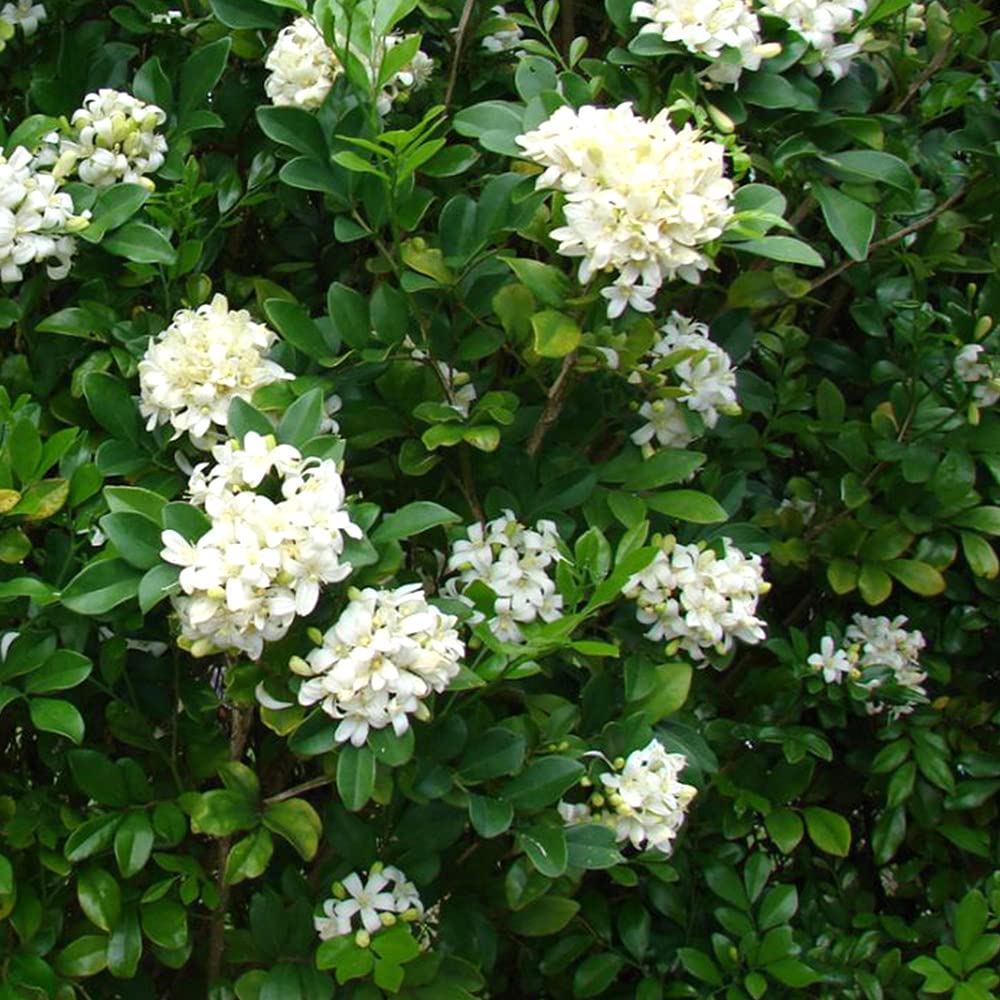 Murraya (Murraya Paniculata) seeds for planting in home garden