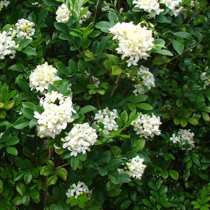 Murraya (Murraya Paniculata) seeds for planting in home garden
