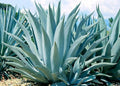 Green Agave Ferox Flower seeds for Planting Sun Loving, Heirloom & GMO Free Seeds for Home Garden seeds for planting