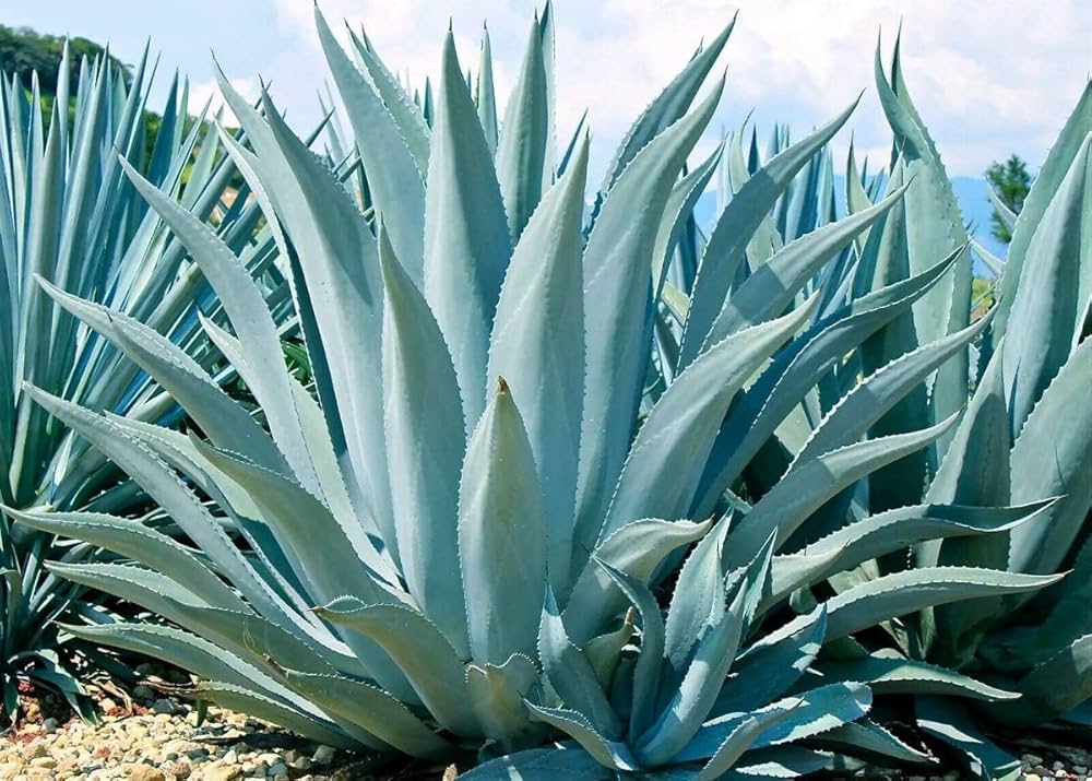 Green Agave Ferox Flower seeds for Planting Sun Loving, Heirloom & GMO Free Seeds for Home Garden seeds for planting