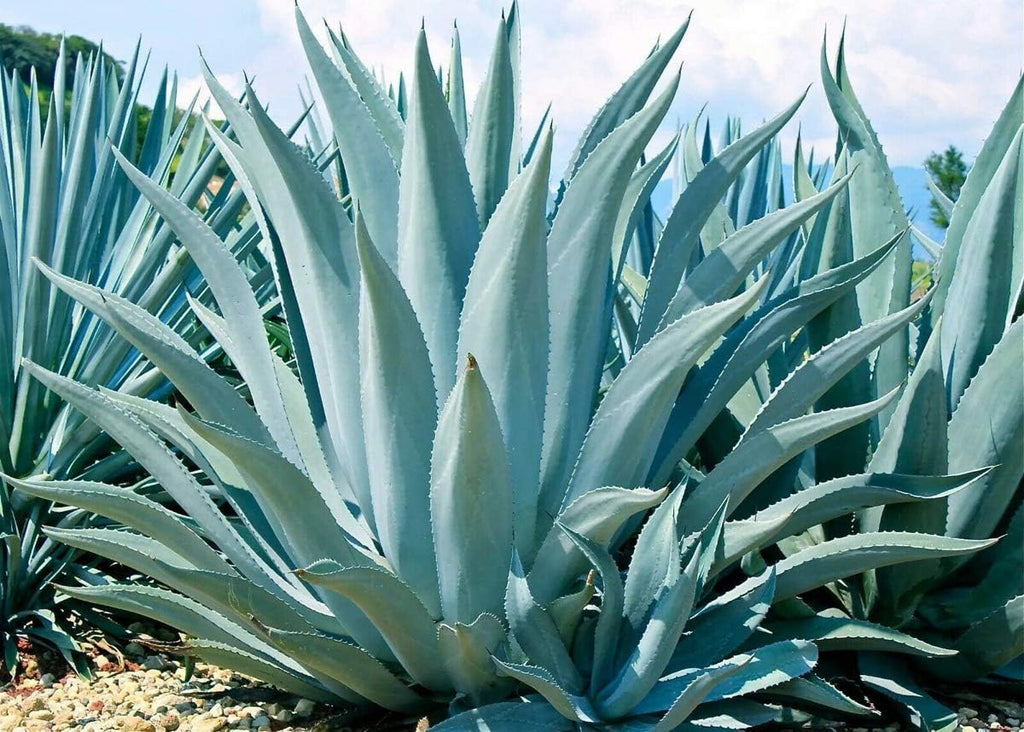 Mixed Agave Flower seeds for Planting Seasonal Bloomer, Heirloom & GMO Free Seeds for Home Garden seeds for planting