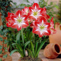 Red White Amaryllis Flower seeds for Planting Premium Quality, Heirloom & GMO Free Seeds for Home Garden seeds for planting