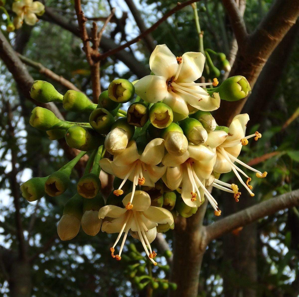 Premium Pentandra Flower seeds for Planting Cut Flower Favorite, Heirloom & GMO Free Seeds for Home Garden seeds