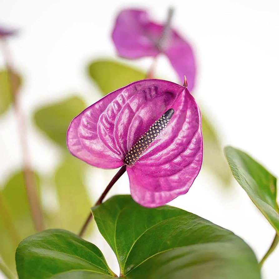 Anthurium flower seeds - Flower seeds for Planting - Easy to Grow, Heirloom & GMO Free Seeds for Home Garden