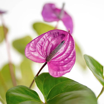 Anthurium flower seeds - Flower seeds for Planting - Easy to Grow, Heirloom & GMO Free Seeds for Home Garden