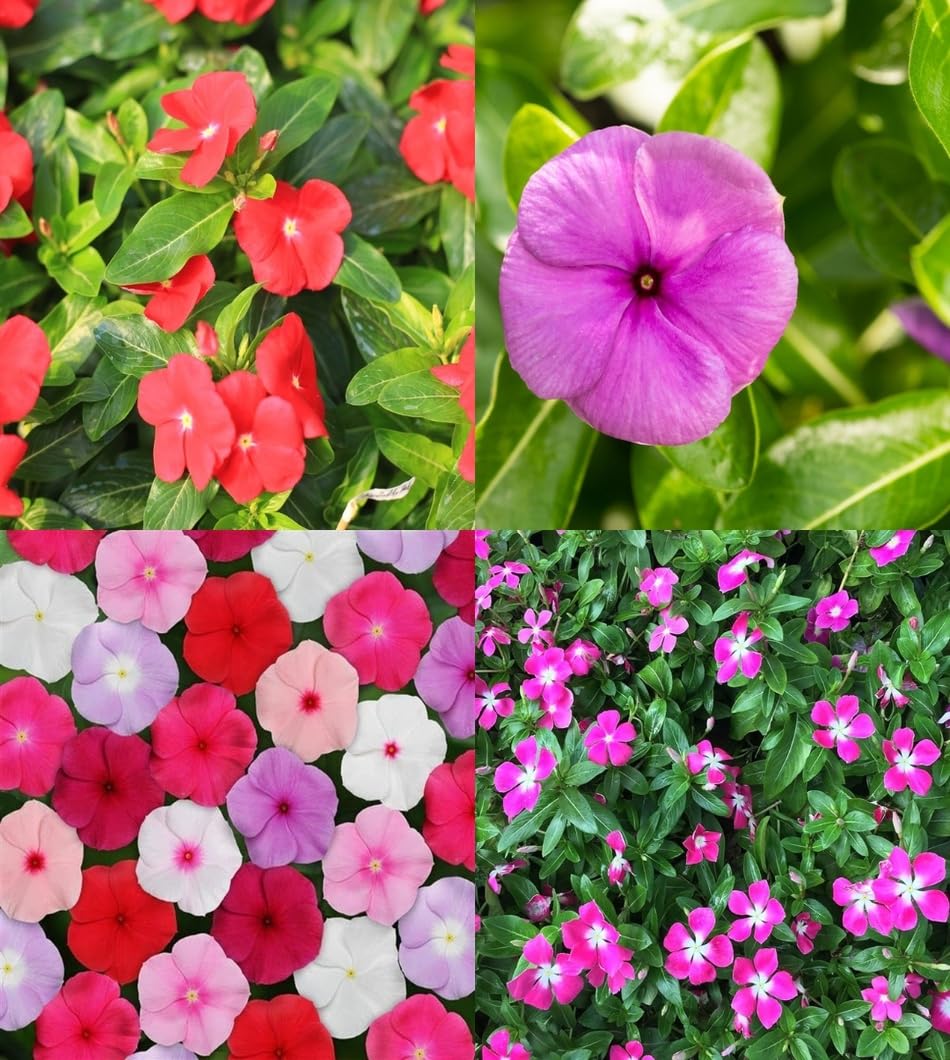 Heirloom Vinca Flower seeds for Planting Shade Tolerant Heirloom & GMO Free Seeds for Home Garden