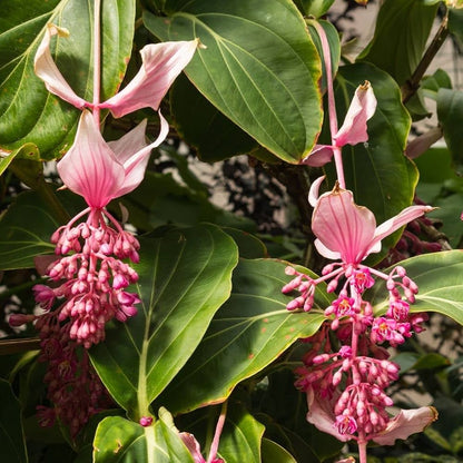 Medinilla Magnifica Flower seeds for Planting - Cut Flower Favorite, Heirloom & GMO Free Seeds for Home Garden