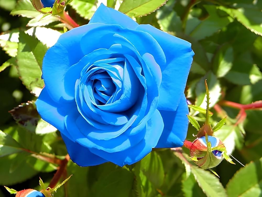 Rainy Blue Rose Flower seeds for Planting Garden Favorite, Heirloom & GMO Free Seeds for Home Garden vegetable and garden seeds