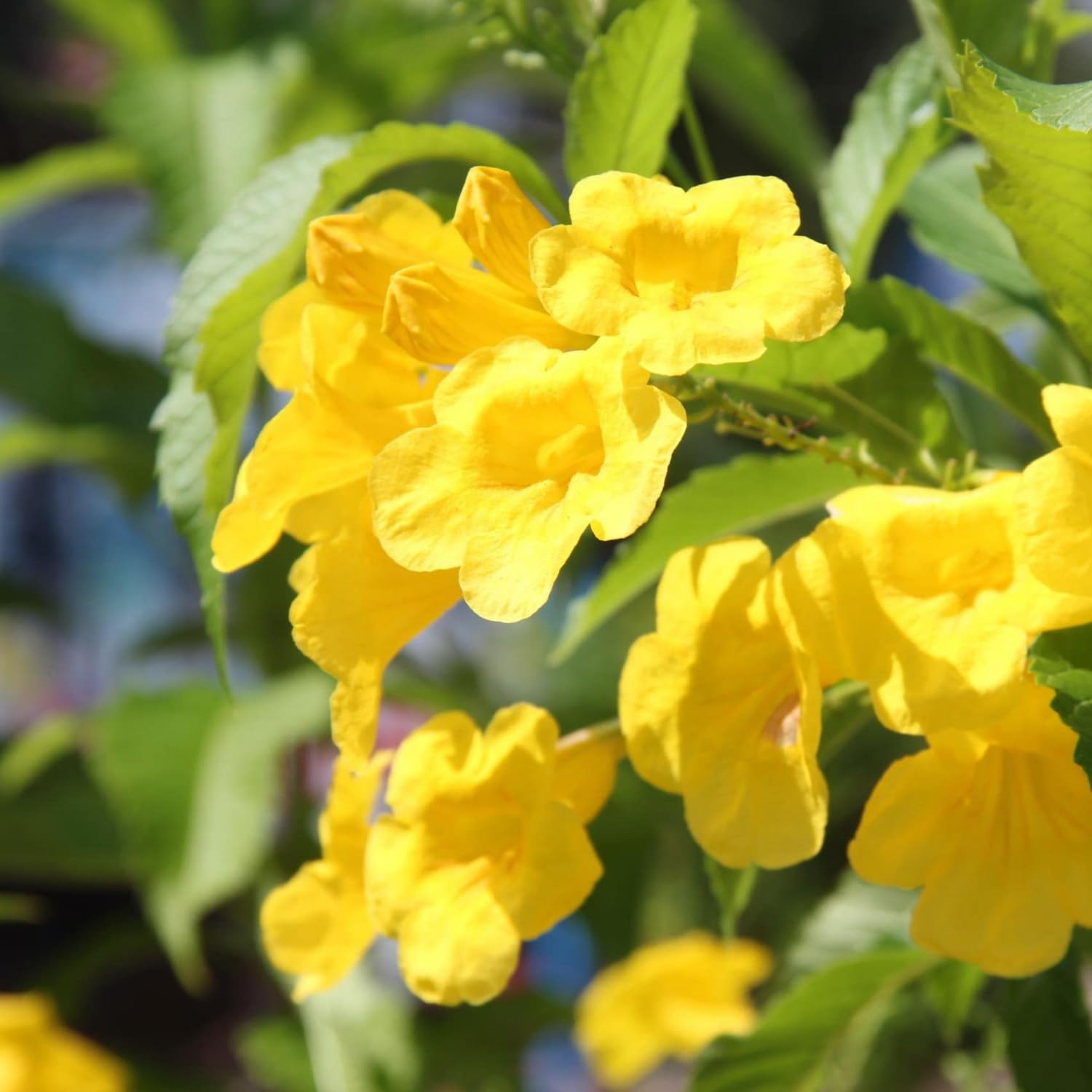 Premium Yellow Cape Honeysuckle Flower seeds for Planting Colorful Display, Heirloom & GMO Free Seeds for Home Garden seeds