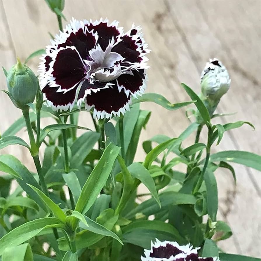High quality Dianthus Chianti Clove Flower seeds for Planting Wildflower Mix, Heirloom & GMO Free Seeds for Home Garden seeds pack
