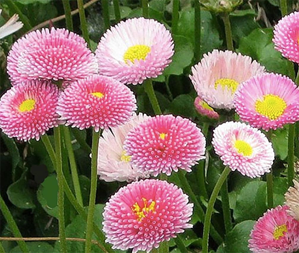 Margarita Roja Flower seeds for Planting Compact Growth, Heirloom & GMO Free Seeds for Home Garden Sale vegetable and garden seeds