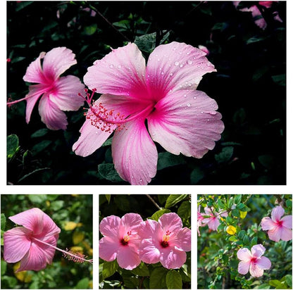 Hibiscus Bonsai Flower seeds for Planting Perfect for Borders Heirloom & GMO Free Seeds for Home Garden