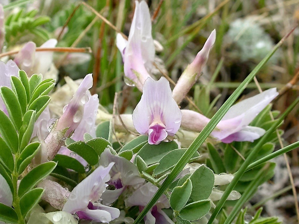 Astragalus Crassicarpus Flower seeds for Planting Bright Blooms Heirloom & GMO Free Seeds for Home Garden