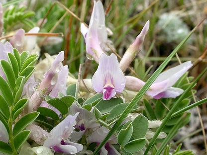 Astragalus Crassicarpus Flower seeds for Planting Bright Blooms Heirloom & GMO Free Seeds for Home Garden