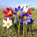 Pulsatilla Flower seeds for Planting Hardy Variety, Heirloom & GMO Free Seeds for Home Garden seeds for planting