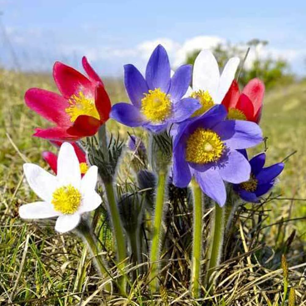 Pulsatilla Flower seeds for Planting Hardy Variety, Heirloom & GMO Free Seeds for Home Garden seeds for planting