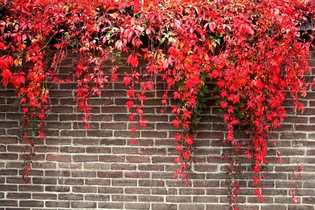 High quality Red Boston Ivy Flower seeds for Planting Easy to Grow, Heirloom & GMO Free Seeds for Home Garden seeds pack