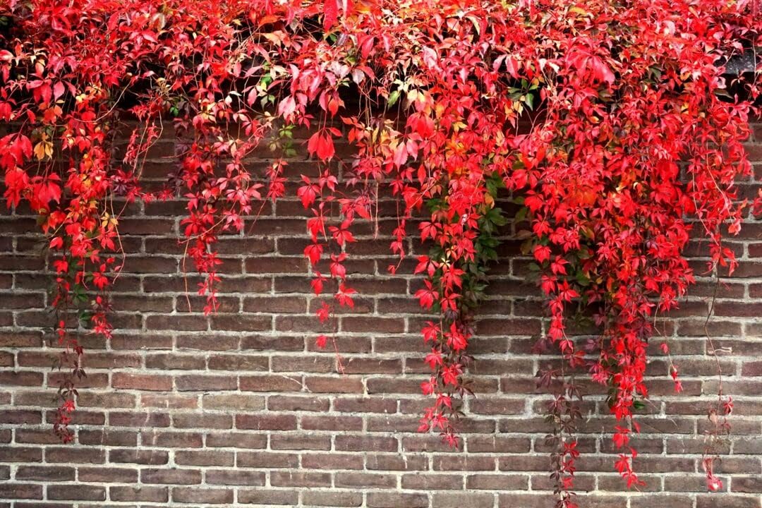 High quality Red Boston Ivy Flower seeds for Planting Easy to Grow, Heirloom & GMO Free Seeds for Home Garden seeds pack