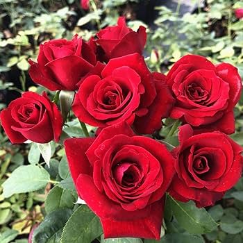 High quality Full Red Rose Flower seeds for Planting Long Bloom Season, Heirloom & GMO Free Seeds for Home Garden seeds pack