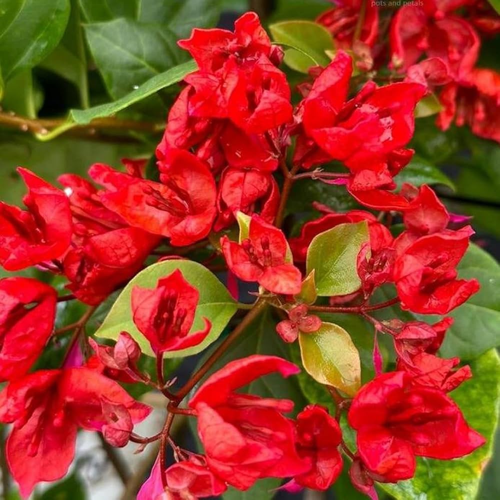 Bougainvillea Flower seeds for Planting - Long Bloom Season, Heirloom & GMO Free Seeds for Home Garden