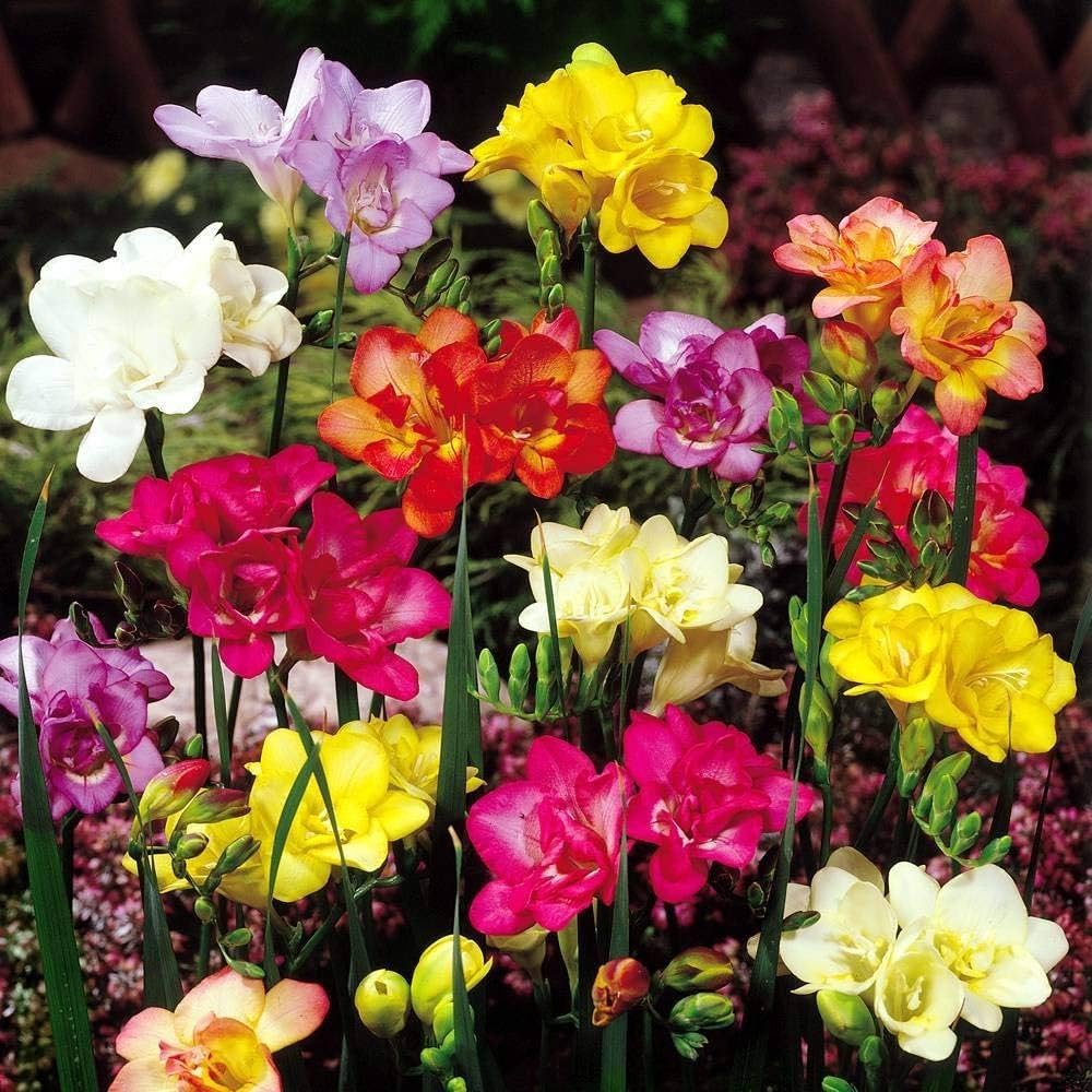 High quality Mixed Freesia Flower seeds for Planting Hardy Variety, Heirloom & GMO Free Seeds for Home Garden seeds pack