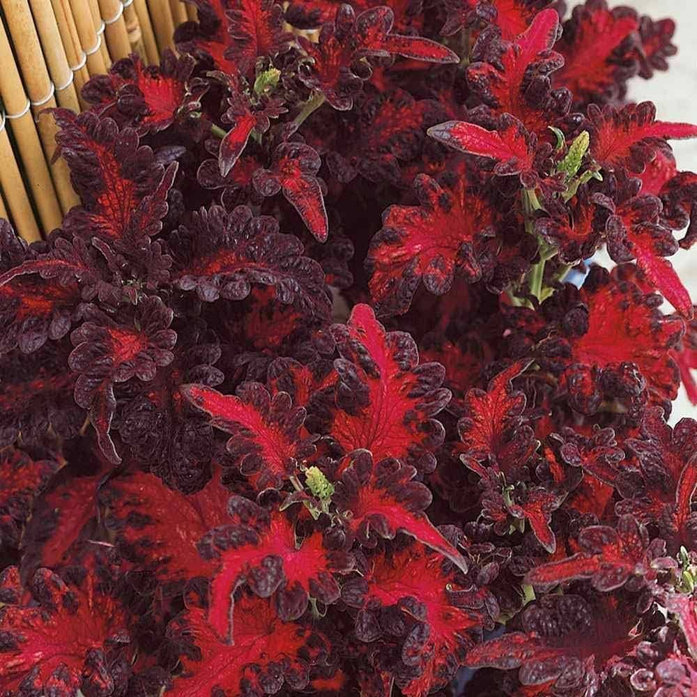 Premium Black Dragon Coleus Flower seeds for Planting Long Bloom Season, Heirloom & GMO Free Seeds for Home Garden seeds