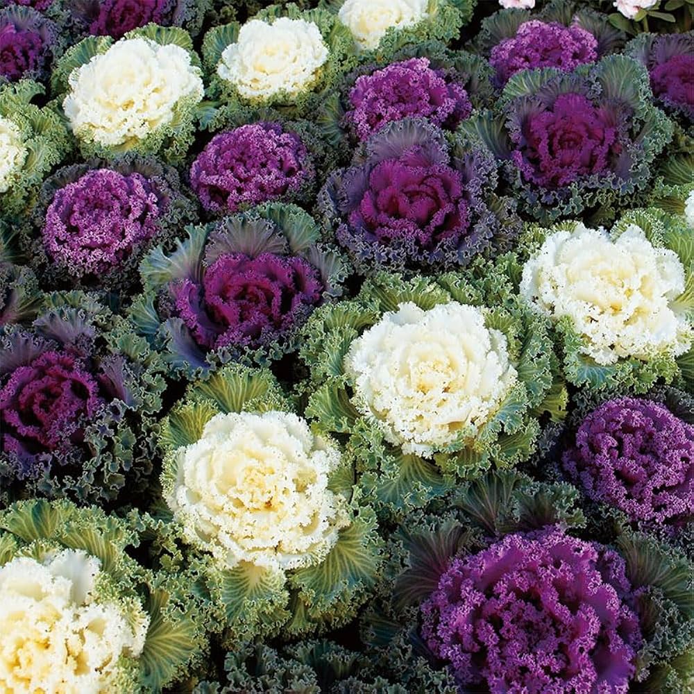 Kales Brassica Flower seeds for Planting Easy to Grow Heirloom & GMO Free Seeds for Home Garden