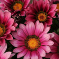 Pink Gazania Rigens Flower seeds for Planting Easy to Grow, Heirloom & GMO Free Seeds for Home Garden seeds for planting